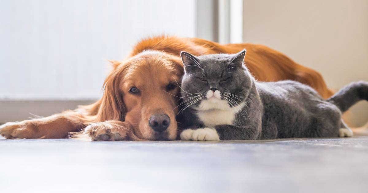 Vet Home Certs: UK-Wide Animal Certificates Made Simple