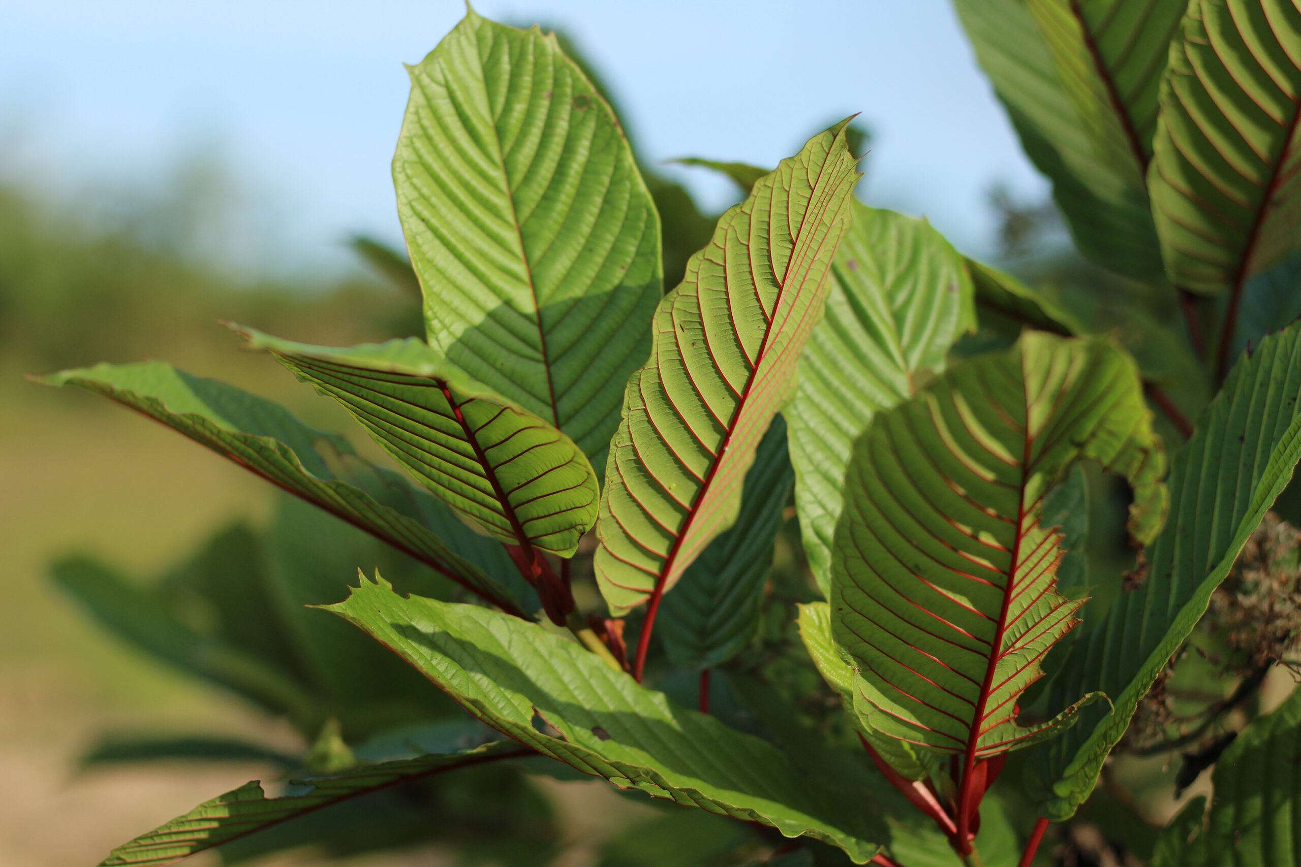 How Traditional Thai Kratom Tea Enhances Wellness Naturally